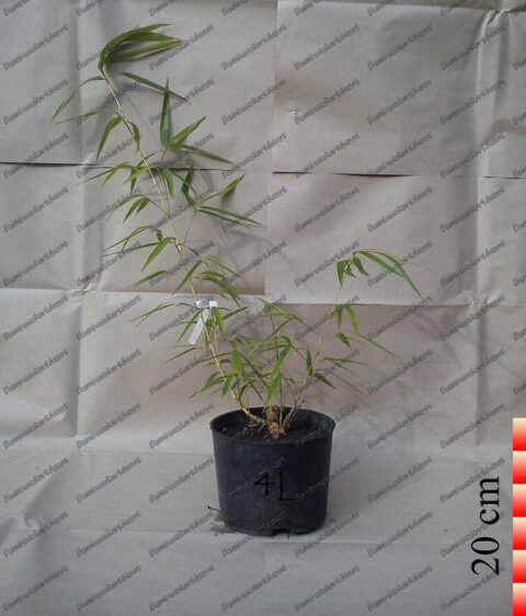 Phyllostachys Aureosulcata Harbin Inversa óriás Bambusz