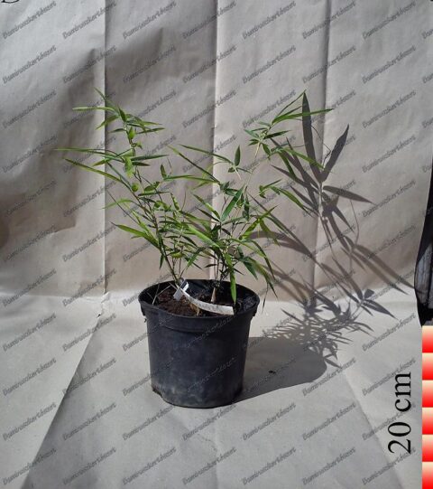 Pleioblastus Fortunei Törpe Bambusz